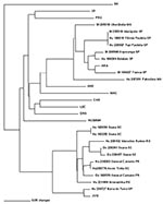 Thumbnail of Phylogenetic relationship between newly and previously characterized Brazilian hantaviruses, using a 139-nt region of the M genomic segment G2 encoding region. Maximum Parsimony analysis was performed, using the heuristic search option. Bootstrap values of &gt;50%, obtained from 500 replicates of the analysis are shown. Abbreviations and GenBank accession numbers of the previously published sequences of the hantaviruses used in this study: Araraquara-AF307327 and Castelo dos Sonhos-