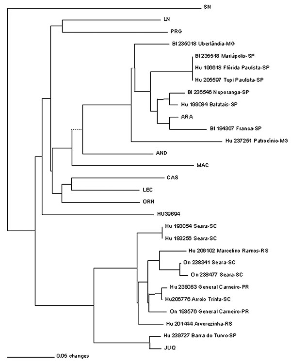 Phylogenetic relationship between newly and previously characterized Brazilian hantaviruses, using a 139-nt region of the M genomic segment G2 encoding region. Maximum Parsimony analysis was performed, using the heuristic search option. Bootstrap values of &gt;50%, obtained from 500 replicates of the analysis are shown. Abbreviations and GenBank accession numbers of the previously published sequences of the hantaviruses used in this study: Araraquara-AF307327 and Castelo dos Sonhos-AF307326; Juq