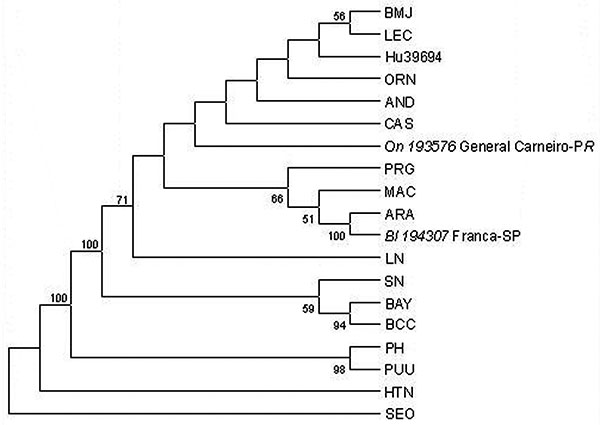 Phylogenetic relationships between Brazilian and previously characterized hantaviruses. Abbreviations and GenBank accession numbers of the previously published sequences of the hantaviruses used in this study are listed in the legend of Figure 2. Maximum parsimony analysis of the nucleotide sequence of the 1,239-nt fragment of the M segment with the heuristic search option. Bootstrap values of &gt;50%, obtained from 500 replicates of the analysis are shown.