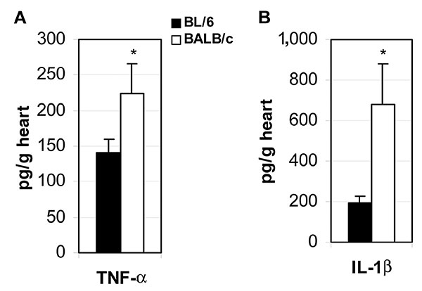 Proinflammatory cytokines are increased in the hearts of susceptible mice during acute myocarditis. Susceptible BALB/c mice were compared to resistant C57BL/6 mice for the level of cytokines tumor necrosis factor (TNF)-α (A) and interleukin (IL)-1β (B) in heart homogenates 12 days after CB3 infection. Data are represented as the mean ± standard error of the mean. *p &lt; 0.05.