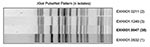 Thumbnail of XbaI-generated pulsed-field gel electrophoresis patterns for Escherihia coli O157 isolates reported as indistinguishable from PulseNet pattern EXHX01.0047.