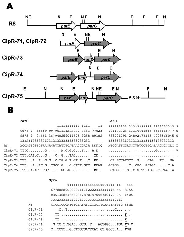 Genetic organization of the parE–parC region of Streptococcus pneumoniae mosaic strains and nucleotide sequence variations in the ParC, ParE, and GyrA quinolone resistance-determining regions. A) Structure as deduced from Southern blot experiments and nucleotide sequence analyses. E, EcoRV; N, NcoI. The parE and parC genes with a mosaic structure are shown with striped arrows. B) Nucleotides present at each polymorphic site are shown for strain R6, but only sites that differ are shown for the ot