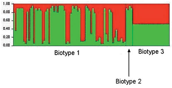 Results of a Bayesian cluster analysis by STRUCTURE. Each of the strains included in the analysis is represented by a thin vertical line, partitioned into 2 colored segments that represent the proportion of polymorphic sites inherited from each of the 2 genetic ancestries. For the representation of results, strains were grouped according to biotype. The analysis was carried out by using the linkage model with K = 2.