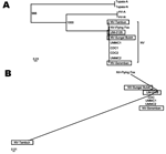 Phylogenetic trees illustrating the relationships of the pig Nipah virus isolates to all other known Nipah viruses and the related members of subfamily Paramyxovirinae. A) The maximum likelihood tree was drawn by using alignments of the full genome sequences. All the new isolates described in the study are shown in boxes. Abbreviations used and accession numbers not described elsewhere in the text are in parenthesis: Tupaia paramyxovirus (Tupaia-A) (AF079780); (Tupaia-N) (NC_002199), and Hendra virus (HV-A) (AF017149); (HV-N) (NC_001906). B) Unrooted maximum likelihood plot was constructed by using alignments of all the nucleotide differences in the Nipah virus gene coding regions (N, P, M, F, and G) shown in Table A1, Table A2, and Table A3 by artificially treating all the differences as a single stretch of nucleotide sequence.