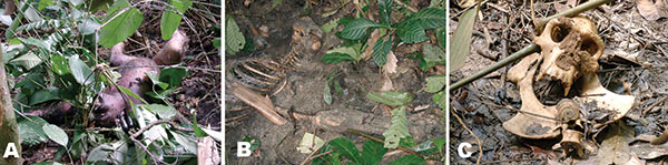 State of the wild animal carcasses found in the field, Lossi gorilla sanctuary, Republic of Congo, December 2002. Carcasses decompose very rapidly in the equatorial forest. Photo: P. Roquet. A) Female chimpanzee, 3 days after death. B) Female gorilla, 7 days after death. C) Female gorilla, 21 days after death.