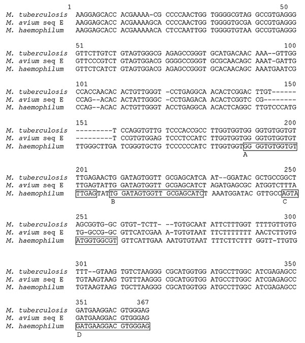 Alignment of internal transcribed spacers (ITS) and partial 23S sequences with primers and probes used for real-time polymerase chain (PCR) reaction. (nucleotides [nt] 1 to 301 make up the total ITS region; nt 302 to 367 are coding for partial 23S gene). The Mycobacterium haemophilum sequence was derived from 3 different patients, but no variation was found. A, forward primer for real-time PCR; B, Mycobacterium genus–specific probe; C, M. haemophilum–specific probe; D, reverse primer for real time–polymerase chain reaction.