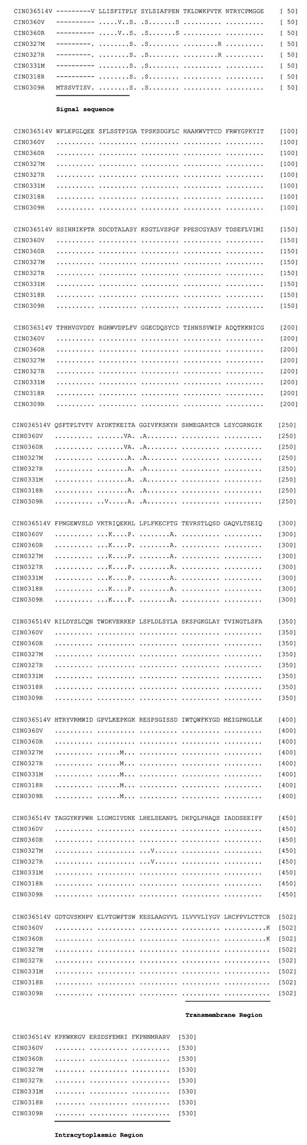Alignment of the deduced amino acid sequences of the G protein of different isolates of Chandipura virus. For details on isolates, see Table 1. Solid bars represent signal sequence (1–18 amino acids [aa]), transmembrane region sequence (482–502 aa), and the intracytoplasmic region sequence (503–530 aa).