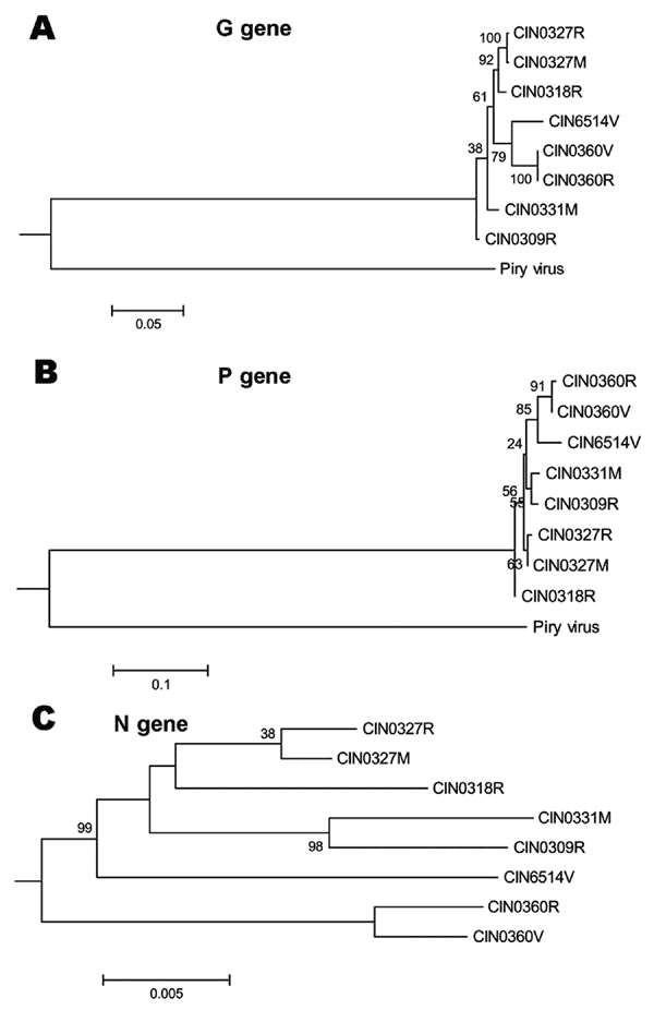 Phylogenetic analyses of complete G gene (A), P gene (B), and N gene (C) of Chandipura virus isolates. For details on isolates, see Table 2. Percent bootstrap support is indicated by the values at each node. For G and P gene-based analyses, Piry virus (GenBank accession no. D26175) was used as an outgroup. For N gene, an unrooted tree was constructed because the sequence for Piry virus was not available.