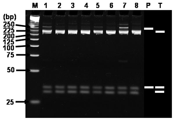 Restriction fragment length polymorphism (RFLP) analysis of H2-products amplified with multiplex-nested primer set from seropositive sera. Ethidium bromide–stained polyacrylamide gels of AluI restriction endonuclease digestion of ≈230-bp rickettsial DNA amplified by using the nested primer H set WJ77/80 in the primary reactions and WJ79/83/78 in the nested reactions. Lanes: M, size marker DNA (25-bp DNA ladder); 1, H3-2; 2, H7-2; 3, H8-2; 4, H13-2; 5, H14-2; 6, H15-2; 7, H18-2; 8, H19; P, R. pro