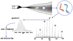 Thumbnail of Electrospray ionization Fourier transfer ion cyclotron resonance (ESI-FTICR) mass spectrum from the polymerase chain reaction (PCR) amplicons from the severe acute respiratory syndrome (SARS)-associated coronavirus obtained with the propynylated RNA-dependent RNA polymerase primer pairs. The electrospray ionization conditions separate the sense and antisense strands of the PCR products. Multiple charge states are observed across the m/z range shown. The inset shows an expanded view 