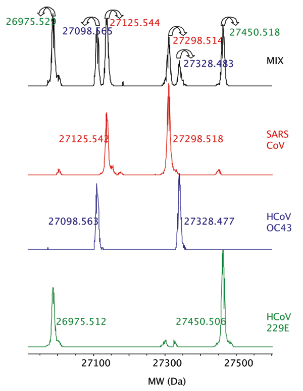 Detection of 3 human coronavirus (CoV) in a mixture. The deconvoluted (neutral mass) mass spectra obtained for the RNA-dependent RNA polymerase primer for the 3 human CoV, HCoV-229E, HCoV-OC43, and severe acute respiratory syndrome–associated CoV, which were tested individually and in a mixture are shown. Forward and reverse amplicons are shown with the measured monoisotopic masses for each strand. Colors of the monoisotopic masses for the mixed spectra correspond to the individual viral species