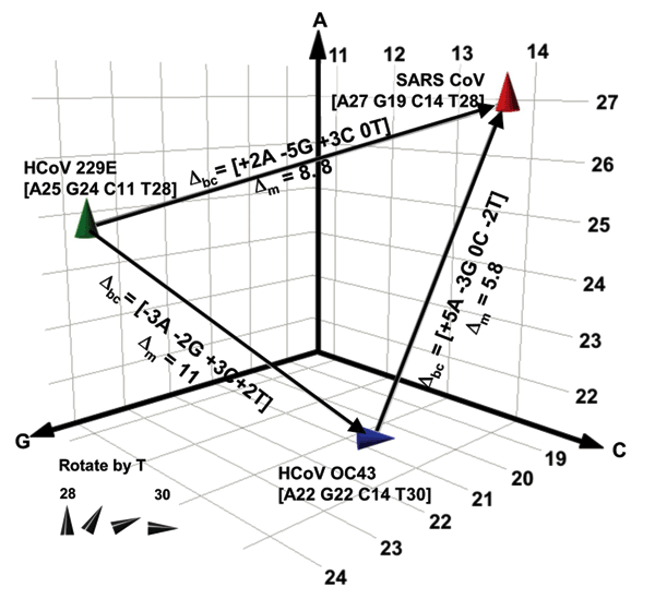 Spatial representation of base compositions for the 3 coronavirus (CoV) species known to infect humans. Severe acute respiratory syndrome (SARS), HCoV-OC43, and HCoV-229E base compositions in the region amplified by RNA-dependent RNA polymerase primers (Table 1) are plotted on the A, G, and C axes. T counts are shown by the tilt of the symbol. Within a species, all known isolates of each virus (37 isolates for SARS, 4 for HCoV-229E, and 2 for OC43) had identical sequences in this region. Δbc rep