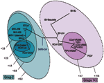 Thumbnail of Representation of the mutational distances calculated for the 2 selected primer sets overlaid on the coronavirus phylogenetic tree. Each oval represents grouping of members contained within it; numbers next to the group indicate the maximum distance between any 2 members of the group. Distances are computed as the base 10 logarithm of the geometric average of the pair-wise probabilities for any given pair of base compositions.