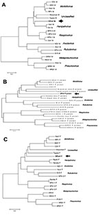 Thumbnail of Phylogenetic comparison of OPmV proteins to other paramyxovirus proteins. A) Phylogenetic tree showing the relationship of the putative OPmV M protein to the M proteins of other paramyxoviruses representative of the various genera in the family Paramyxoviridae. B) Phylogenetic tree showing the relationship of the putative OPmV F protein to the F proteins of other representative paramyxoviruses. C) Phylogenetic tree showing the relationship of the putative OPmV P protein to the P pro