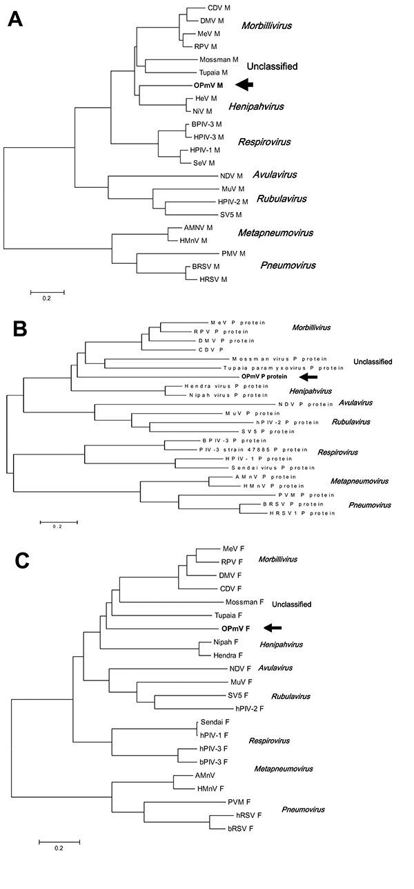 Phylogenetic comparison of OPmV proteins to other paramyxovirus proteins. A) Phylogenetic tree showing the relationship of the putative OPmV M protein to the M proteins of other paramyxoviruses representative of the various genera in the family Paramyxoviridae. B) Phylogenetic tree showing the relationship of the putative OPmV F protein to the F proteins of other representative paramyxoviruses. C) Phylogenetic tree showing the relationship of the putative OPmV P protein to the P proteins of othe