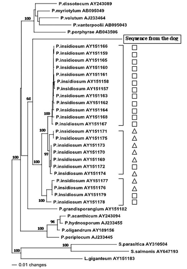 Evolutionary tree of 37 internal transcribed spacer (ITS) and 5.8S rRNA sequences from oomycetes. Each sequence is identified by a Genbank accession number. Shown are 23 sequences from Pythium insidiosum from America (□) and Asia/Australia (△). The phylogram presented resulted from bootstrapped data sets (3) using parsimony analysis (heuristic search option in PAUP 4.0). This tree was identical to the consensus of 17 most parsimonious trees generated from the branch and bound algorithm in PAUP 4