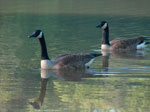 Thumbnail of Free-living populations of Canada Geese (Branta canadensis) can serve as reservoirs of antimicrobial-resistant bacteria such as Escherichia coli..