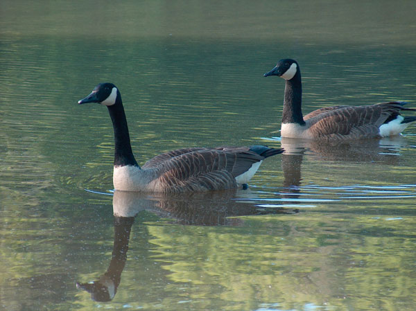 Free-living populations of Canada Geese (Branta canadensis) can serve as reservoirs of antimicrobial-resistant bacteria such as Escherichia coli..