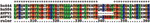 Alignment of the hemagglutinin cleavage region from four isolates of Fraser Valley H7N3 virus. A/Chicken/Canada/AVFV1/04 is designated AVFV1; A/Chicken/Canada/AVFV2/04 is designated AVFV2; A/Canada/444/04 (human) is Hu444, and A/Canada/504/04 (human) is Hu504). A 7–amino-acid (aa) insertion associated with the AVFV2 isolate and both human isolates is shown at aa 338.