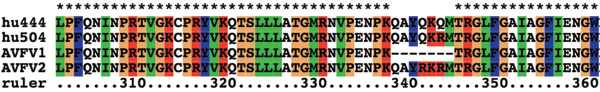 Alignment of the hemagglutinin cleavage region from four isolates of Fraser Valley H7N3 virus. A/Chicken/Canada/AVFV1/04 is designated AVFV1; A/Chicken/Canada/AVFV2/04 is designated AVFV2; A/Canada/444/04 (human) is Hu444, and A/Canada/504/04 (human) is Hu504). A 7–amino-acid (aa) insertion associated with the AVFV2 isolate and both human isolates is shown at aa 338.