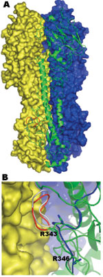 A homology model of the human A/Canada/504/04 (Hu504) hemagglutinin precursor (HA0) trimer based on the crystal structure of the human strain CV-1 HA0 (PDB: 1HA0) sequence identity 49.9%. A) Molecule A is shown as a green ribbon diagram; molecules B and C are shown in blue and yellow molecular surfaces, respectively. The 8–amino-acid (aa) sequence 335-342 (NPKQAYQK) is shown in red. B) A close up of this region located between molecules A (in green ribbon) and molecule C (in yellow surface). This 8-aa sequence forms a loop, which bumps into the adjoining molecule before energy minimization (gray). Shown in red is the loop after energy minimization, which results in the cleavage site's being pushed out slightly. Shown in blue is the corresponding region for the template structure (PDB code 1HA0). The side chains for arginine 343 and arginine 346 (–1 residue) are shown in stick form. (Since the preparation of this manuscript, the structure of an H7 HA protein has been reported [12]).