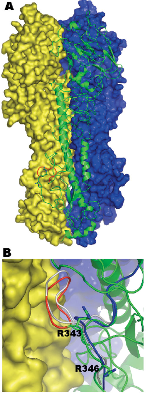 A homology model of the human A/Canada/504/04 (Hu504) hemagglutinin precursor (HA0) trimer based on the crystal structure of the human strain CV-1 HA0 (PDB: 1HA0) sequence identity 49.9%. A) Molecule A is shown as a green ribbon diagram; molecules B and C are shown in blue and yellow molecular surfaces, respectively. The 8–amino-acid (aa) sequence 335-342 (NPKQAYQK) is shown in red. B) A close up of this region located between molecules A (in green ribbon) and molecule C (in yellow surface). This 8-aa sequence forms a loop, which bumps into the adjoining molecule before energy minimization (gray). Shown in red is the loop after energy minimization, which results in the cleavage site's being pushed out slightly. Shown in blue is the corresponding region for the template structure (PDB code 1HA0). The side chains for arginine 343 and arginine 346 (–1 residue) are shown in stick form. (Since the preparation of this manuscript, the structure of an H7 HA protein has been reported [12]).