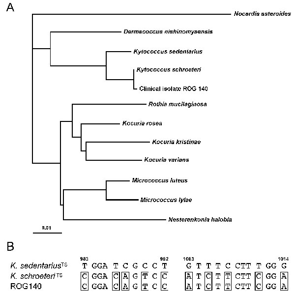 (A) Phylogenetic tree showing relationships among 16S rDNA sequences of clinical isolate ROG140 and type strains of members of the former Micrococcus genus. Nocardia asteroides was included as an out-group organism. The scale bar represents 1% differences in nucleotide sequences. (B) Sequence alignment of 16S rDNA nucleotides 983-992 and 1003-1014 of Kytococcus sp. type strains (TS) and clinical isolate ROG140. K. schroeteri molecular signatures are boxed. Nucleotide numbering refers to the sequ