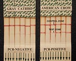 Thumbnail of West Nile virus (WNV) VecTest results from oral swabs of Gray Catbirds showing narrow-line false-positive results compared with typical true-positive VecTest results from reverse transcriptase–polymerase chain reaction–positive American Crows. Note the near exclusive deposition of pigment at the lower margin of the test zone on the dipsticks of catbirds, and the distribution of pigment across the full width of the test zone in the WNV-positive crows, even in very weak positive tests