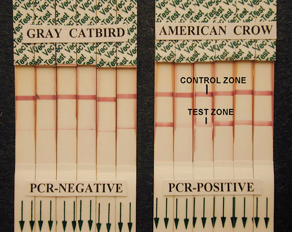 West Nile virus (WNV) VecTest results from oral swabs of Gray Catbirds showing narrow-line false-positive results compared with typical true-positive VecTest results from reverse transcriptase–polymerase chain reaction–positive American Crows. Note the near exclusive deposition of pigment at the lower margin of the test zone on the dipsticks of catbirds, and the distribution of pigment across the full width of the test zone in the WNV-positive crows, even in very weak positive tests.