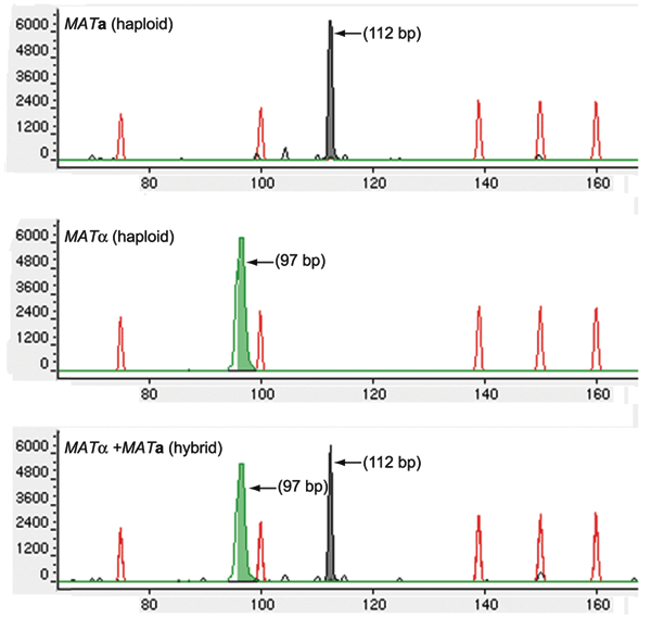 Capillary electrophoresis fragment-length analyses (CE-FLA) for the identification of mating types and hybrids. The ABI PRISM 310 Genetic Analyzer and GeneScan analysis software were used for the fragment length analysis of the pheromone genes. Sense strands of MFα1 and MFa1 were labeled with fluorescent probes TET (green) and HEX (black), respectively, and polymerase chain reaction amplicons were analyzed with POP-4 polymer under denaturing conditions at 60°C. Green peak, MFα1; black peak, MFa1