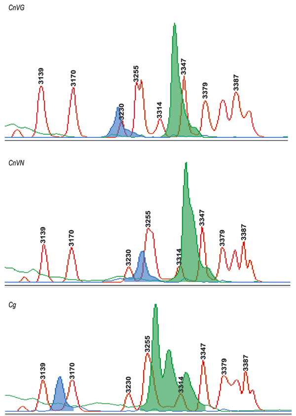 Capillary electrophoresis–single strand conformation polymorphisms (CE-SSCP) for the identification of varieties and species. The ABI PRISM 310 Genetic Analyzer and GeneScan analysis software were used for variety and species determination with the MFα1 pheromone gene. The MFα1 sense and antisense primers were labeled with fluorescent probes FAM (blue) and TET (green), and polymerase chain reaction amplicons were analyzed with 3% polymer at 30°C under nondenaturing conditions. The blue and green