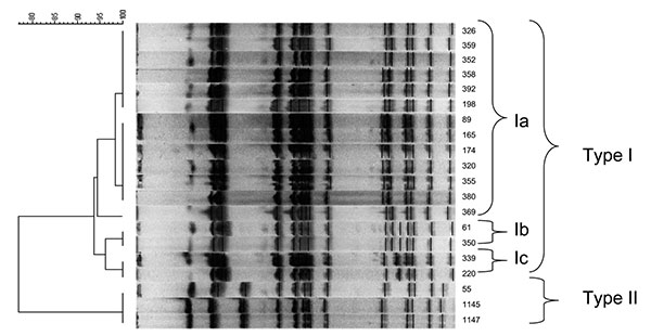 Dendrogram obtained by unweighted pair group method using arithmetic averages clustering of the pulsed-field gel electrophoresis–XbaI patterns of serovar Typhimurium strains isolated from cats on the basis of the Dice coefficient.