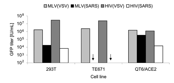 Infectivity of retroviral severe acute respiratory syndrome–associated coronavirus (SARS-CoV) spike protein (S) pseudotypes on target cells. SARS-CoV S-mediated infection of human 293T, TE671, and Quail QT6/ACE2 was assessed. Murine leukemia virus (MLV) or HIV pseudotypes bearing either the pantropic vesicular stomatitis virus envelope protein (VSV-G) as a positive control, or the SARS-CoV S, were added to target cells. After 72 h, green fluorescent protein (GFP)–positive cells were counted by f