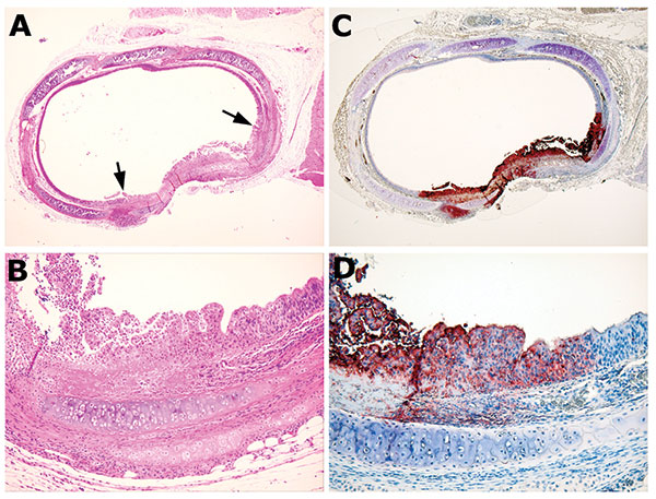 Bronchus from animal MPX-9, which was infected intranasally. A) Cross-section of a bronchus, showing focal metaplasia and proliferation (between the arrows) of the luminal epithelium. B) Higher magnification showing the details of the metaplastic epithelium, accompanied by focal necrosis. Compare to the adjacent unaffected area, which is lined by normal ciliated columnar epithelial cells. C and D) Immunohistochemical staining of the corresponding field shows presence of viral antigen limited to