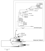 Thumbnail of Phylogenetic tree of dengue type 3 subtype III viruses, based on prM/M and partial E nucleotide sequences (nucleotide numbers 437 to 1144) available in GenBank database. Phylograms were constructed with the MEGA 2 program (15), using the Jukes-Cantor algorithm and the neighbor joining method. The percentage of successful bootstrap replicates (1,000 bootstrap replications, confidence probability &gt;90%) is indicated at nodes. The length of branches is proportional to the number of n