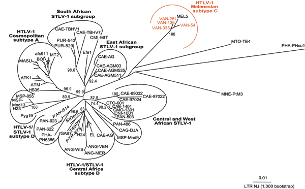 Unrooted phylogenetic tree generated by the neighbor-joining method by using the complete fragment of the long terminal repeat (LTR) (755 bp). Distance matrices were generated with the DNADIST program, using the Kimura 2-parameter method and 5.17 as the transition/transversion ratio. Bootstrap analysis was carried out with 1,000 datasets. The values on the branches indicate frequencies of occurrence for 1,000 trees. The 4 new human T-cell leukemia virus type 1 (HTLV-1) sequences (VAN 54, VAN 136