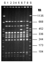 Thumbnail of Pulsed-field gel electrophoresis patterns of XbaI-digested DNA from Salmonella Agona strains. Lanes 1 and 2, pattern SAX0001 (outbreak strain from tea); lanes 3–5, pattern SAX0001 (outbreak strain from humans); lanes 6–8 (nonoutbreak strains); lane S, molecular mass standard (S. Braenderup). kb, kilobases.