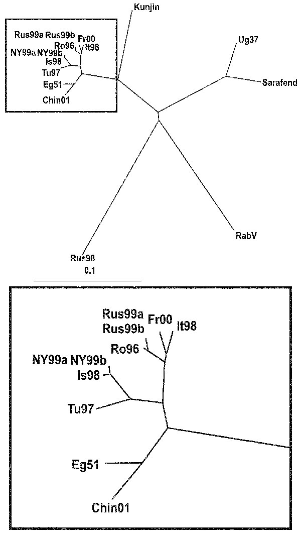 Phylogenetic tree illustrating the genetic relationship between selected West Nile virus strains based on their complete genome sequences. Bar on the left demonstrates the genetic distance. (Abbreviations and accession numbers are listed in Table 2.)