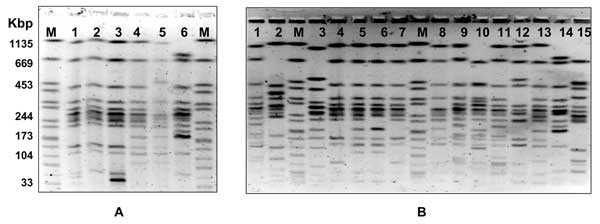 Twenty-one pulsed-field gel electrophoresis profiles identified in Derby strains of Salmonella enterica. A) profiles 3, 1, 2, 4, 5, and 8 (lanes 1–6). B) profiles 20, 21, 23, 14, 12, 14, 13, 14, 15, 9, 11, 10, 16, 17, 7, and 19 (lanes 1–15). The control strain (Braenderup serotype) used as a molecular marker in shown in lane M.