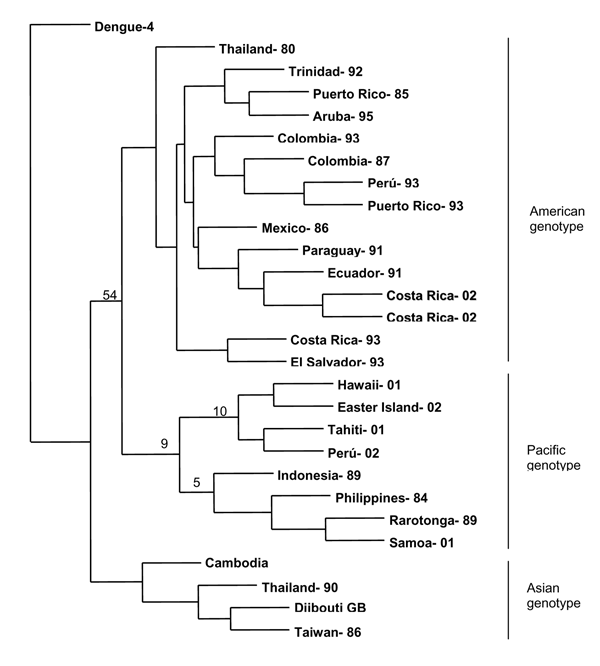 Phylogenetic analysis of select dengue type 1 viruses. A 600-nucleotide sequence in the envelope glycoprotein, including genome positions 1524 through 2124, was used for the analysis. Bootstrap values are included at important nodes. The years of isolation are appended to the country name.