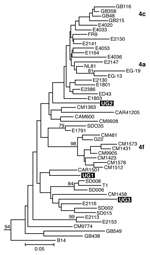 Thumbnail of Estimated phylogenies of hepatitis C virus genotype 4; NS5B phylogenetic analysis based on 350 bp of NS5B nucleotide sequence. Ugandan sequences determined in this study are highlighted in black. Numerical values (presented when &gt;60%) represent the statistical support for the tree topology as determined by 1,000 bootstrap replicates. Reference sequences for genotypes 1–3, 5, and 6 (7) were included in both analyses and retained as the outgroup. Accession numbers are provided in t