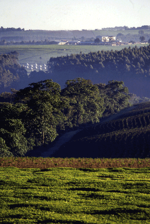 Kericho, Kenya, tea plantation in 1998.