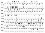 Thumbnail of Distribution of base differences in strains of Vibrio cholerae. The base positions relative to the start of the ATG codon are shown. Isolates 395 and E9120 were compared for the fruK, lytB, metE, pepN, pyrG, fumC, malP, metG, pyrC, and sdaA genes, and isolates 395 and E506 were compared for the gyrB gene.