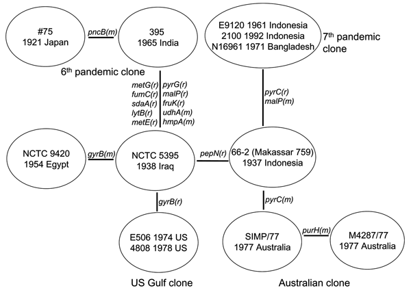 Relationships of toxigenic Vibrio cholerae isolates. The mutational (m) and recombinational (r) changes are given equal weight. Shown is a unique (unrooted) tree, with the events indicated on the branches.