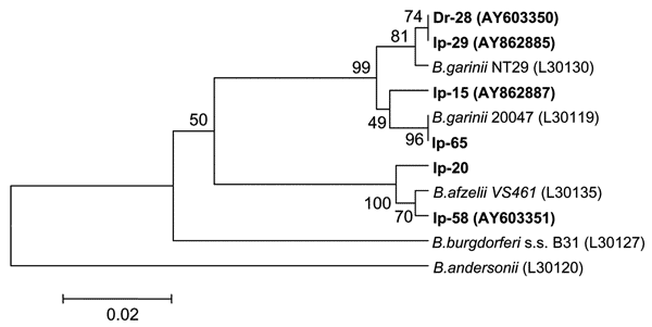 Phylogenetic tree based on the Borrelia burgdorferi sensu lato 5S-23S rRNA intergenic spacer fragment sequences. Scale bar indicates an evolutionary distance of 0.02 nucleotides per position in the sequence. Borrelia andersonii was used as outgroup. Numbers above the branches indicate bootstrap support indexes. Samples isolated from Ixodes persulcatus (Ip) and Dermacentor reticulatus (Dr) in this research are in boldface.