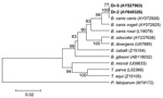 Thumbnail of Phylogenetic tree based on the Babesia 18S rRNA gene fragment sequences. Scale bar indicates an evolutionary distance of 0.02 nucleotides per position in the sequence. Plasmodium falciparum was used as outgroup. Numbers above the branches indicate bootstrap support indexes. Samples from Dermacentor reticulatus (Dr-2 and Dr-5) from this study are in boldface.