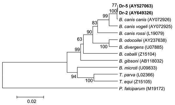 Phylogenetic tree based on the Babesia 18S rRNA gene fragment sequences. Scale bar indicates an evolutionary distance of 0.02 nucleotides per position in the sequence. Plasmodium falciparum was used as outgroup. Numbers above the branches indicate bootstrap support indexes. Samples from Dermacentor reticulatus (Dr-2 and Dr-5) from this study are in boldface.