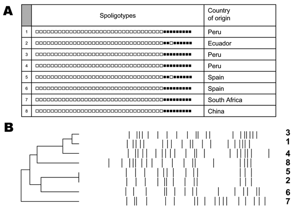 A) Spoligotypes from Mycobacterium tuberculosis (MTB) clinical isolates. Black boxes indicate hybridization with the corresponding spacer in the directed repeats region, and white boxes indicate the absence of hybridization. The country of origin and identification number for each patient are indicated. B) Similarity dendrogram of restriction fragment length polymorphism types obtained with MTB clinical isolates. Numbers on the right correspond to patient identification numbers.