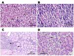 Thumbnail of Histologic staining (hematoxylin and eosin) of spiny rat lymph nodes (A and B), salivary glands (C), and pancreas (D) after subcutaneous inoculation of 3 log10 PFU of Venezuelan equine encephalitis virus strain Co97-0054. A) Popliteal draining lymph node 24 h postinfection, showing the presence of a polymorphonuclear leukocyte infiltrate (arrows). B) Contralateral popliteal lymph node 24 hr postinfection from same animal. No proinfiltration was visible. C) Chronic inflammation of th