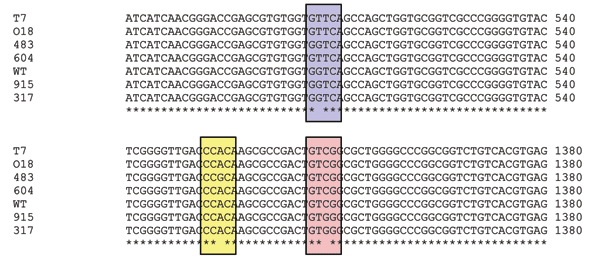 Alignment of rpoB gene sequences showing the mutations detected in this case study. WT, wildtype; T7, 018, 604 – V176F (G to T, highlighted in blue); 483, H526R (A to G, highlighted in yellow); 915, 317, S531W (C to G, highlighted in pink).
